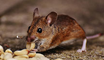 24 Hour & Emergency Exterminators in Reston, VA